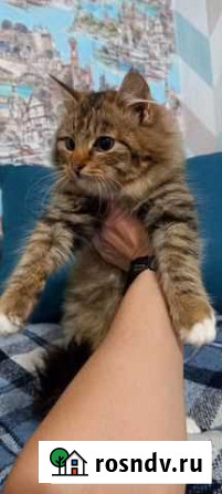 Сибирские котята Калининград - изображение 1