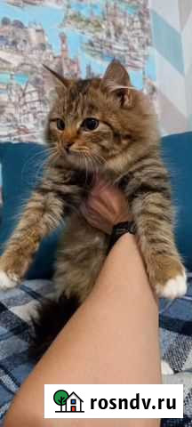 Сибирские котята Калининград - изображение 1