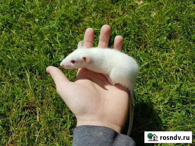 Крысы Альбиносы (Белые с Красными Глазами) Балашиха - изображение 1