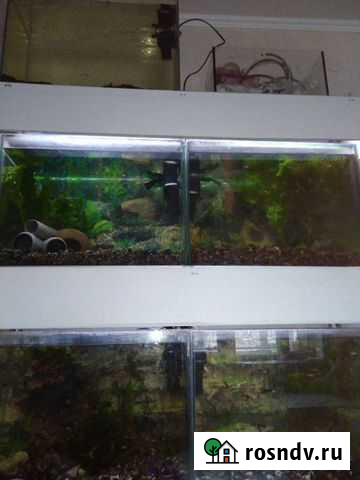 Аквариум Сыктывкар - изображение 1