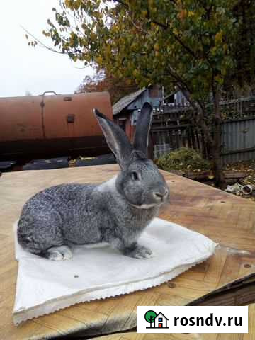 Кролики Воронеж - изображение 1