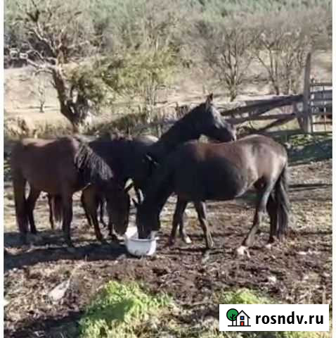 Лошадь Теберда - изображение 1