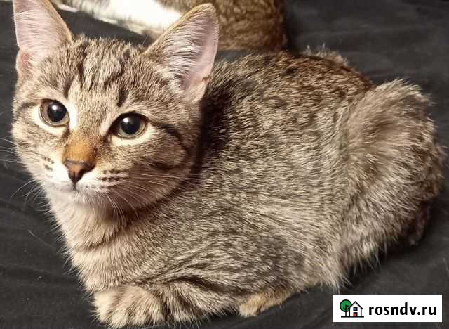 Котёнок Нижний Тагил - изображение 1