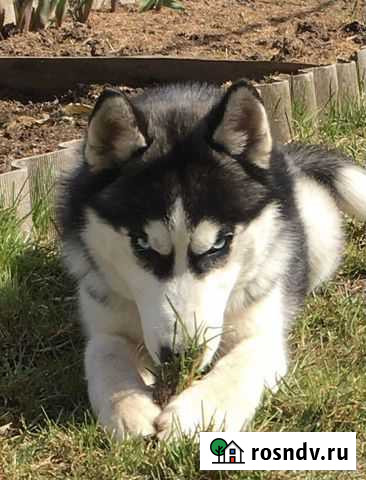 Хаски ищет подругу Воткинск - изображение 1