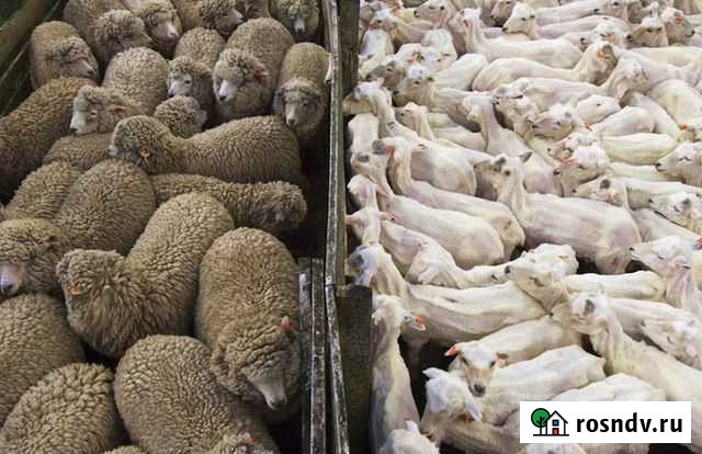 Стрижка овец машинкой Саранск - изображение 1