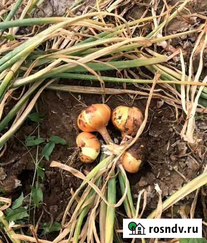 Лук на перо Городище - изображение 1