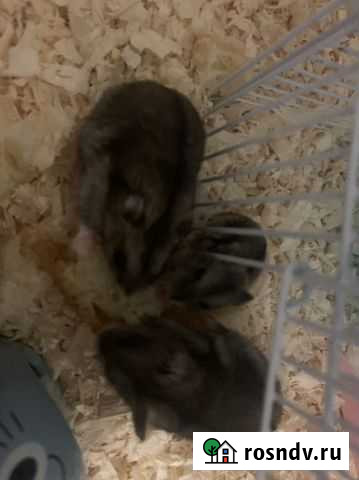 Джунгарский хомяк Сочи - изображение 1