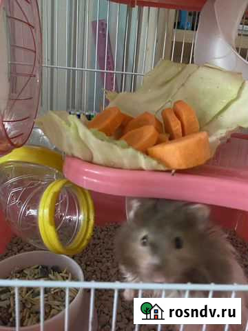 Сирийский хомяк с клеткой Ижевск - изображение 1