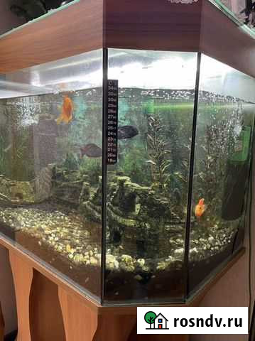 Аквариум с тумбой 200 л Химки - изображение 1