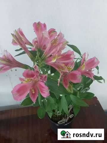 Альстромерия Владикавказ - изображение 1