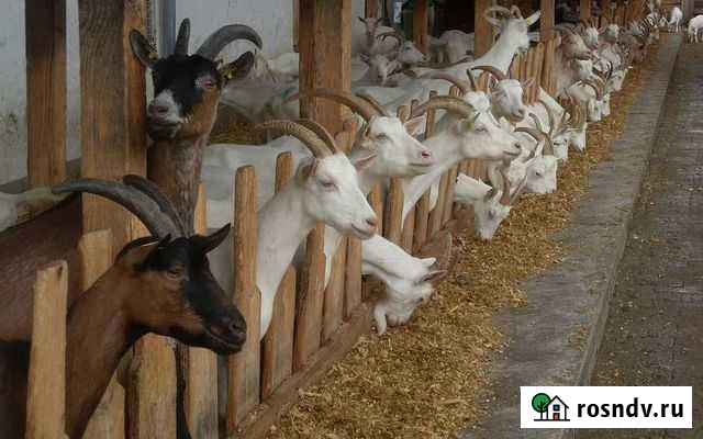 Комбикорм К-85 для коз 28кг Домодедово - изображение 1