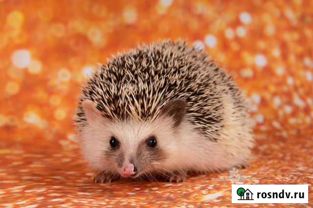 Карликовый африканский еж Санкт-Петербург - изображение 1