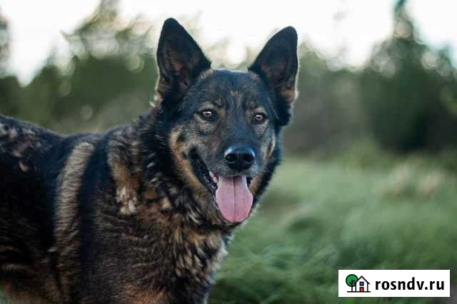 Отдам бесплатно Тверь - изображение 1