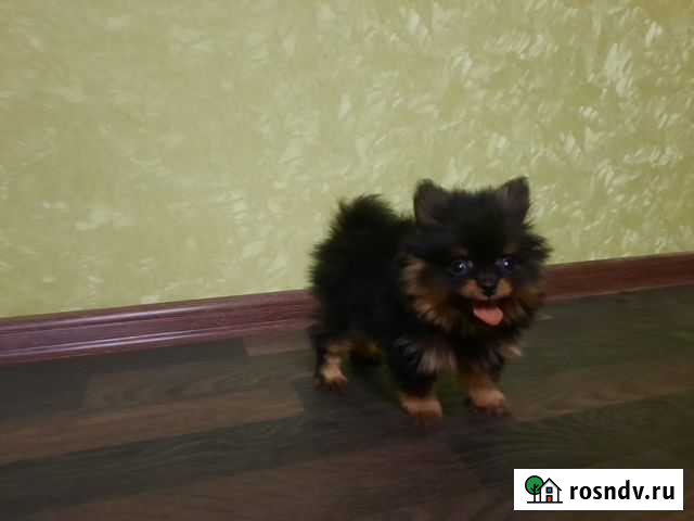 Шпиц Самара - изображение 1