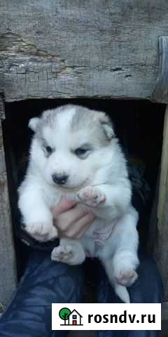 Продам щенка Миасс - изображение 1
