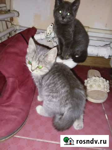 Котята в добрые руки Ладожская - изображение 1