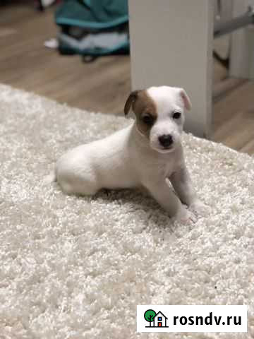 Продам щенков Джек Рассела Севастополь - изображение 1