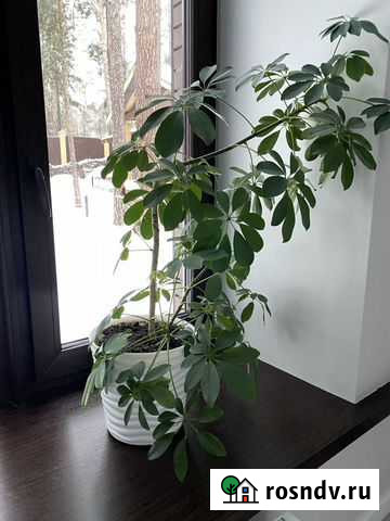 Шефлера Бердск - изображение 1