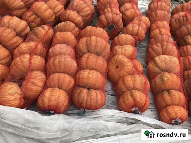 Тыква Соколовское - изображение 1