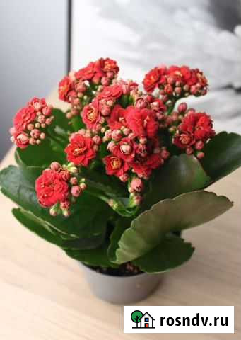 Каланхоэ Городец - изображение 1