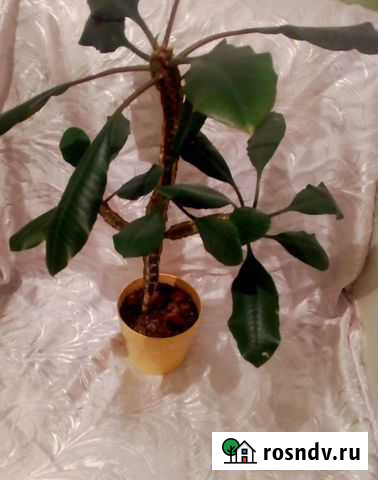 Молочай Екатеринбург - изображение 1