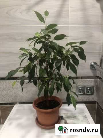 Фикус бенджамина Тверь - изображение 1