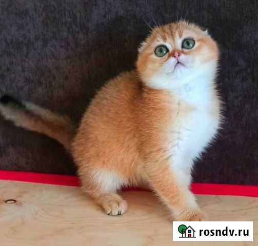 Золотой малыш ny 11 Екатеринбург - изображение 1