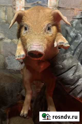 Поросята вьетнамские вислобрюхие, дюрок Собинка - изображение 1