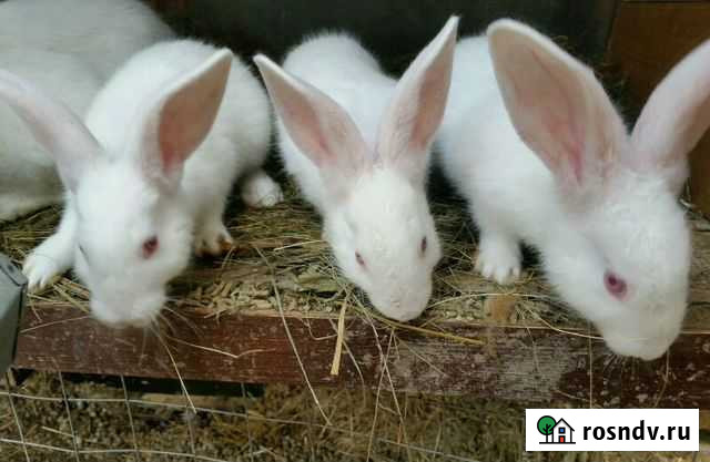 Кролики и крольчата Жуковский - изображение 1