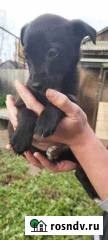 Ищем дом для малышей Камешково - изображение 1