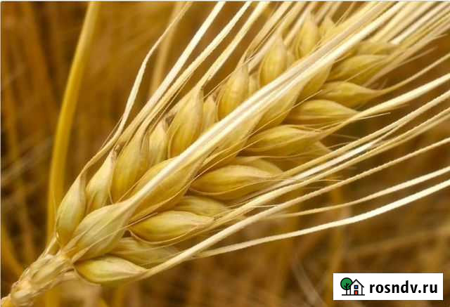 Зерно ячмень новое 2021 г. Злаки - 750 кг Армавир - изображение 1