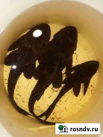 Анциструс Воскресенск - изображение 1