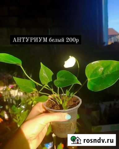 Антуриум белый, красный, шоколад, ваниль Балаково - изображение 1