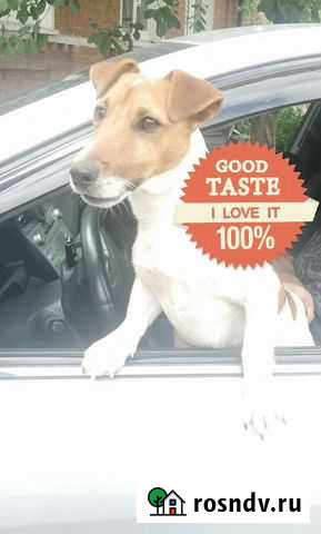 Вязка джек Рассел терьер коротконогий,короткошерст Владикавказ - изображение 1