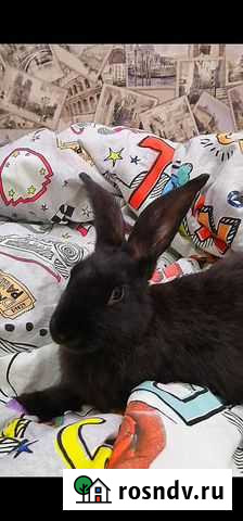 Декоративные кролики Барнаул - изображение 1