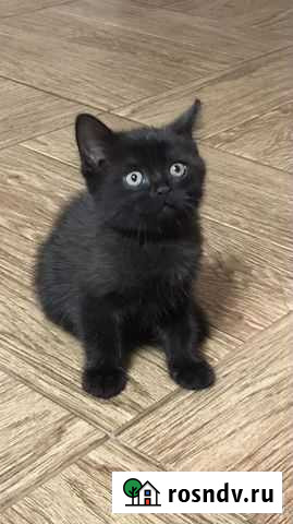 Котик в добрые руки.Кушает сам,лоток на отлично.ма Белгород - изображение 1