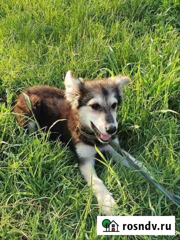 Щенок Агата, девочка 6 месяцев Санкт-Петербург - изображение 1