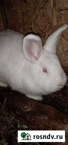 Белый великан и нзб Подольск - изображение 1