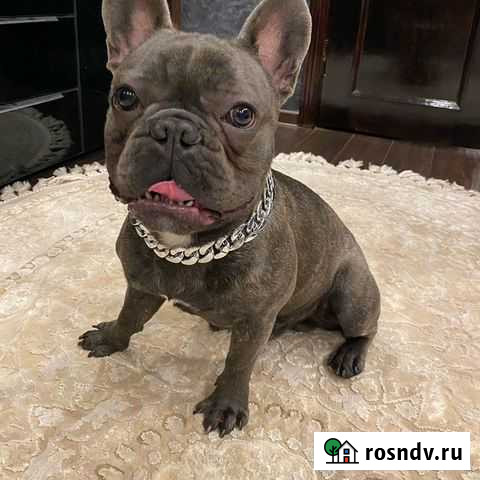 Вязка голубой французский бульдог Москва - изображение 1