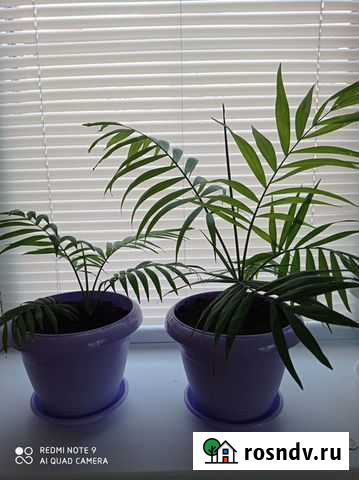 Пальма Тула - изображение 1