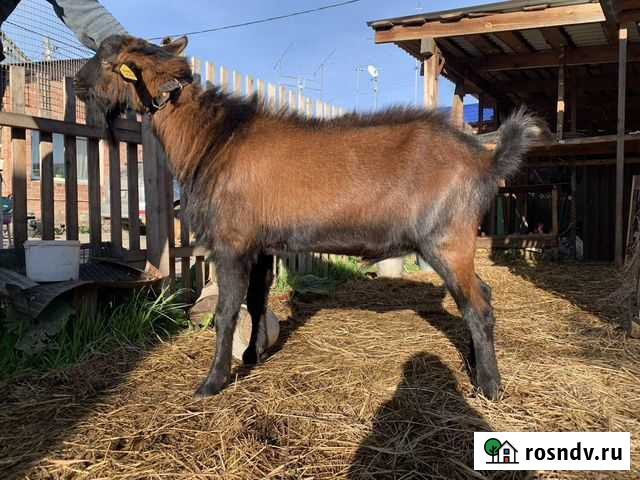 Козел чешский на вязку Омск - изображение 1