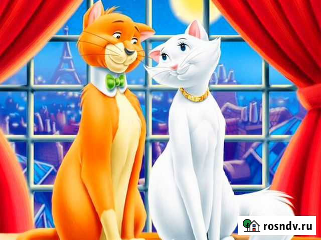 Гостиница для кошек, передержка кошек в Уфе Уфа - изображение 1