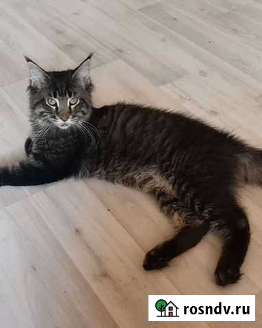 Мейн-кун Мытищи - изображение 1