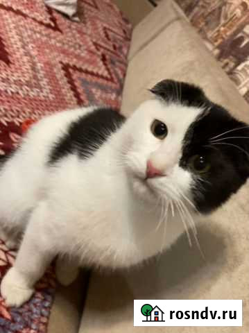 Кошка Камышин - изображение 1