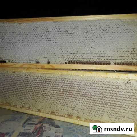 Мёд сотый Домодедово - изображение 1