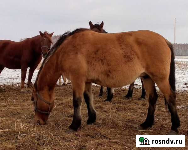 Кобыла рабочая Оконешниково - изображение 1