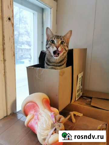 Кошка в дар Ульяновск - изображение 1