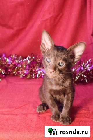 Ориентал Саратов - изображение 1