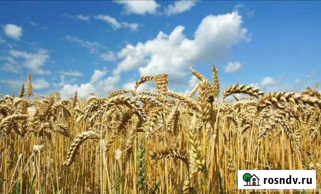 Пшеница Ленинск-Кузнецкий - изображение 1