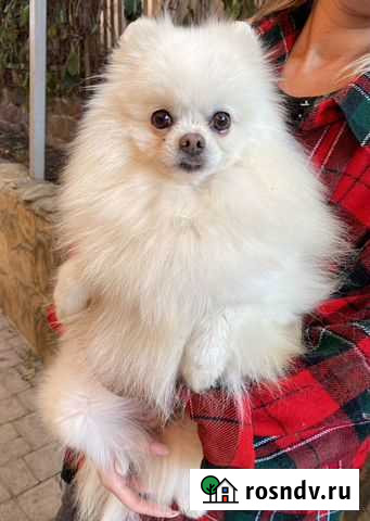 Шпиц Подольск - изображение 1